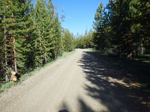 GDMBR:  NF-600 and a recently cut and removed tree across the road.